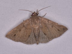 Argyrostrotis flavistriaria