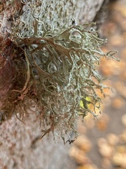 Ramalina farinacea