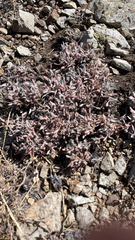 Caryophyllales