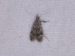 Eudonia heterosalis