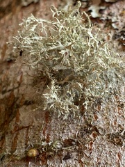 Ramalina farinacea