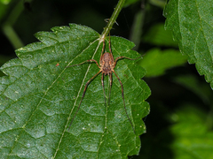 Oligolophus tridens