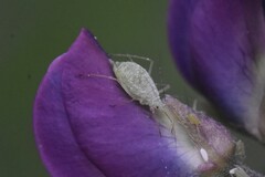 Macrosiphum albifrons