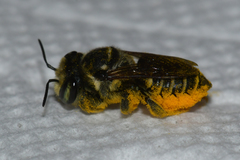 Megachile albitarsis