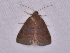 Argyrostrotis deleta