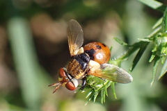 Gymnosoma