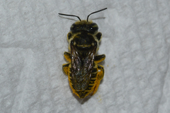 Megachile albitarsis