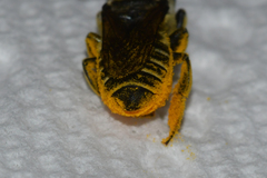 Megachile albitarsis