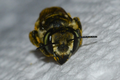 Megachile albitarsis