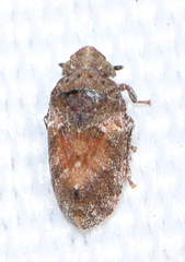 Tettigometra