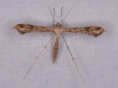 Stenoptilodes taprobanes