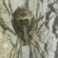 Lacinius