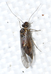 Psyllidae