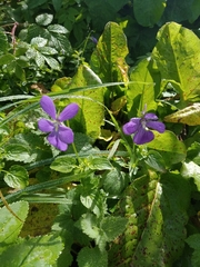 Viola cornuta