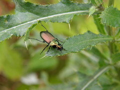Poecilus versicolor