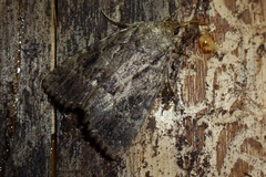 Amphipyra pyramidea