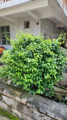 Urceola rosea