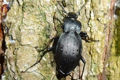 Carabus hortensis