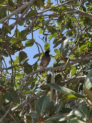 Acridotheres tristis