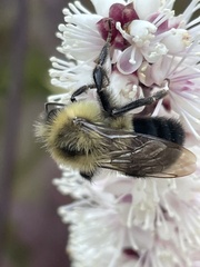 Bombus impatiens