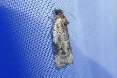 Celypha woodiana
