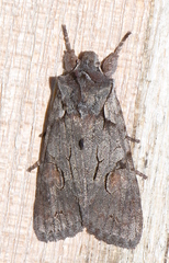 Lithophane furcifera