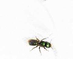 Hoplitis fulgida fulgida