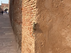 Funambulus pennantii