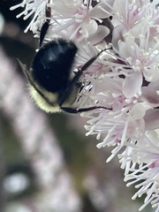 Bombus impatiens