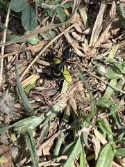 Camponotus compressus