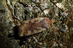 Conistra erythrocephala