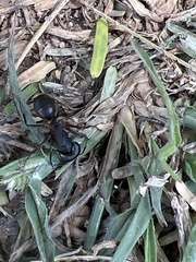 Camponotus compressus