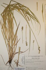 Carex laevivaginata