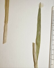 Carex laevivaginata