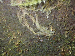 Lophocolea bidentata