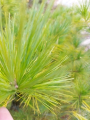 Pinus strobus