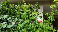 Eleutherococcus senticosus