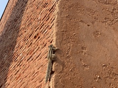 Funambulus pennantii