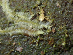 Lophocolea bidentata