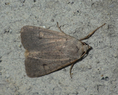 Xestia castanea