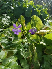 Viola cornuta