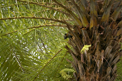 Callosciurus caniceps