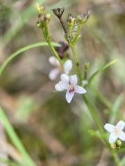 Asperula cynanchica