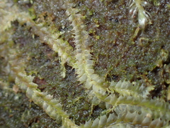 Lophocolea bidentata