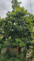 Persea americana