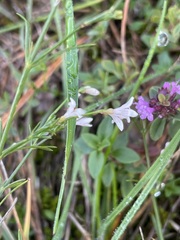 Asperula cynanchica