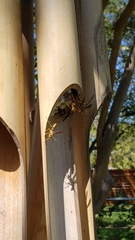 Polistes exclamans