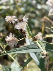 Doellingeria umbellata