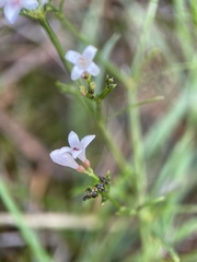 Asperula cynanchica