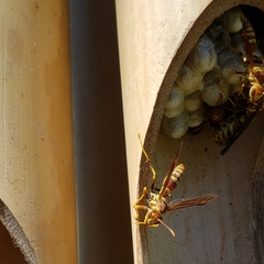 Polistes exclamans